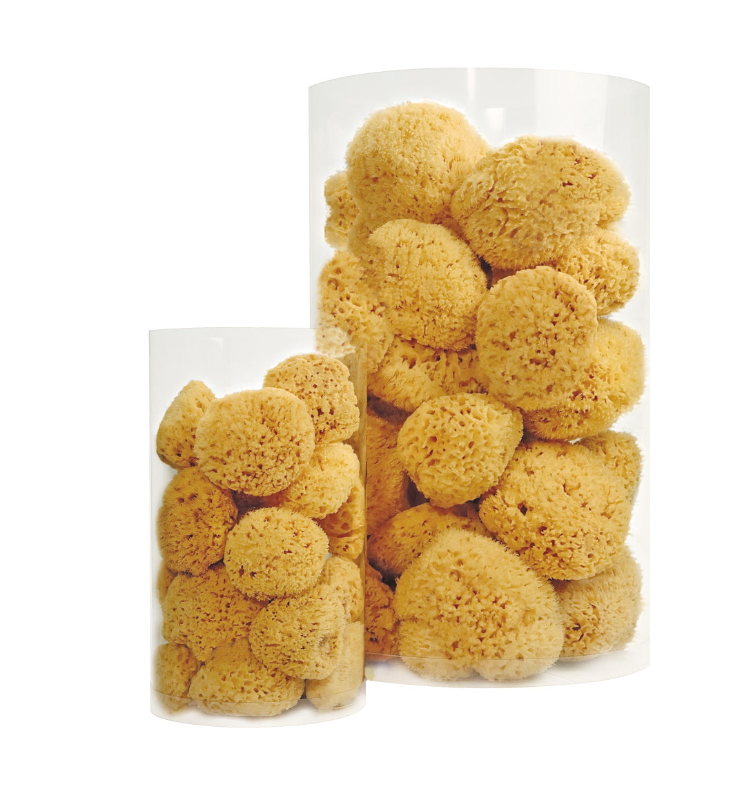 Natursvamp 10-12 cm fra Caribien fra Croll & Denecke