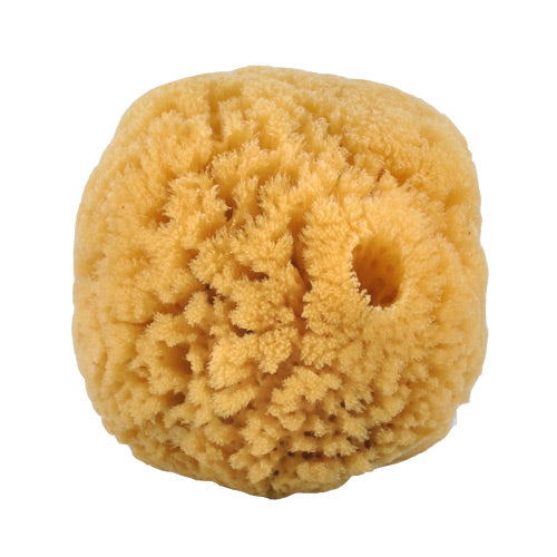 Natursvamp 10-12 cm fra Caribien fra Croll & Denecke