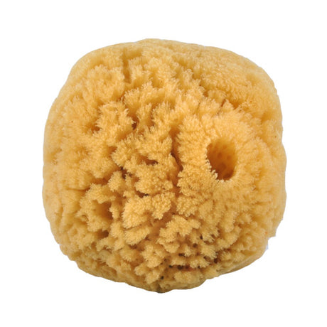 Natursvamp 10-12 cm fra Caribien fra Croll & Denecke