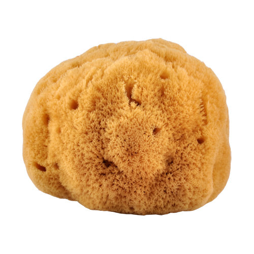 Natursvamp 14-16 cm fra Caribien fra Croll & Denecke