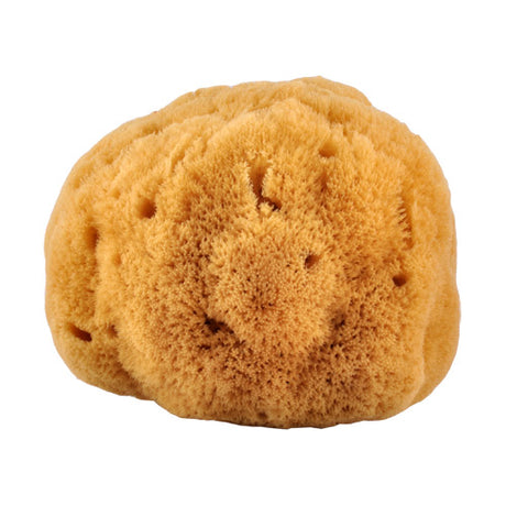 Natursvamp 14-16 cm fra Caribien fra Croll & Denecke