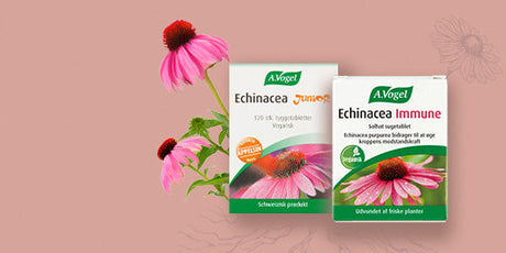 Støtt immunforsvaret med echinacea og A.Vogel
