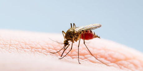 Insektbitt og stikk