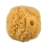 Natursvamp 10-12 cm fra Caribien