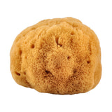 Natursvamp 14-16 cm fra Caribien fra Croll & Denecke