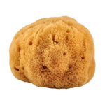 Natursvamp 14-16 cm fra Caribien